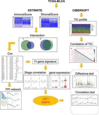 Comprehensive Exploration of Tumor Microenvironment Modulation Based on the ESTIMATE Algorithm in Bladder Urothelial Carcinoma Microenvironment